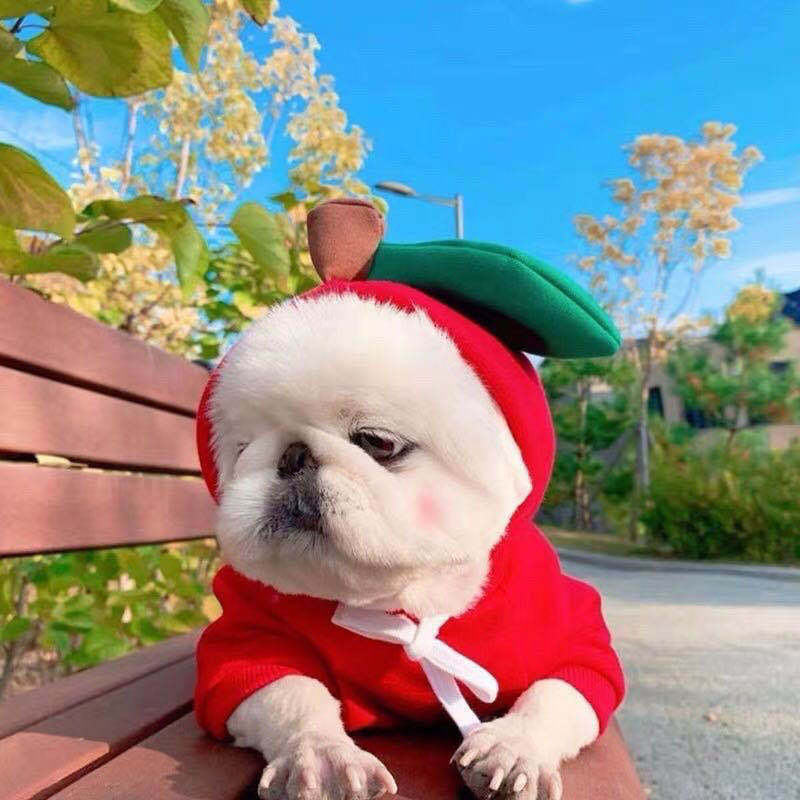 Cute Fruit Dog Hoodie – Warm Fleece Sweater for Small Dogs & Cats