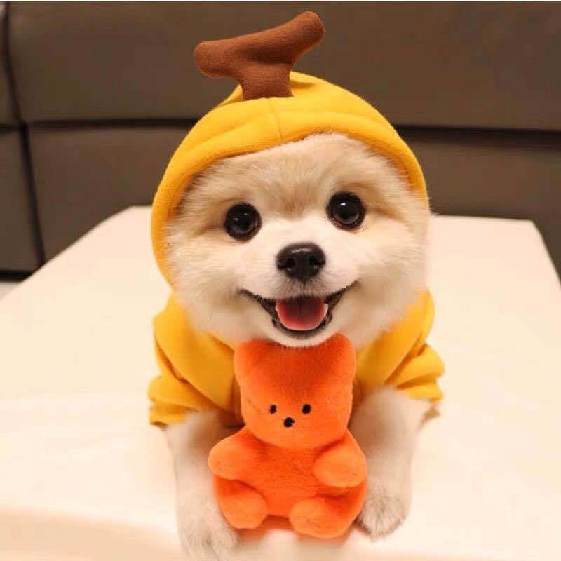 Cute Fruit Dog Hoodie – Warm Fleece Sweater for Small Dogs & Cats